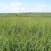 Seeds and Things Switchgrass "Alamo"panicum Virgatum Native. 1,000+ Seeds an Upright Bunch-type Grass That Spreads By Short Rhizomes and Grows From 4 Ft. To 6 Ft. Tall. Blooms From July to September. Drought Tolerant. Very Hardy.
