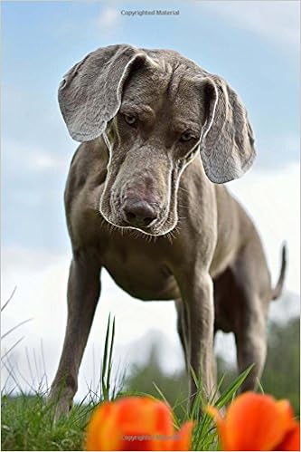 silver gray weimaraner