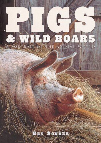 Pigs and Wild Boars ( A Portrait of the Animal World )