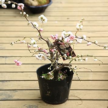 Amazon 庭木 植木 雲竜 源平しだれ桃 うんりゅうげんぴんしだれもも 鉢植えにもオススメ 植木