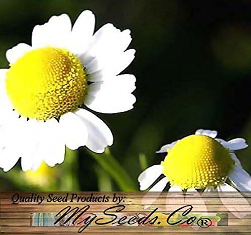 1,500 GERMAN CHAMOMILE Seed - FLOWER HERB SEEDS - CAMOMILE TEA - HEAVENLY APPLE SCENT - Sweet Smelling &amp; Aromatic Daisy Like Flowers - 60 - 65 Days To Harvest