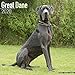 Great Dane (Euro) Calendar - Dog Breed Calendars - 2019 - 2020 Wall Calendars - 16 Month by Avonside by 