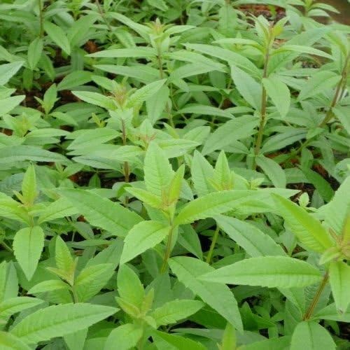 3 Lemon Verbena in 9cm Round pots