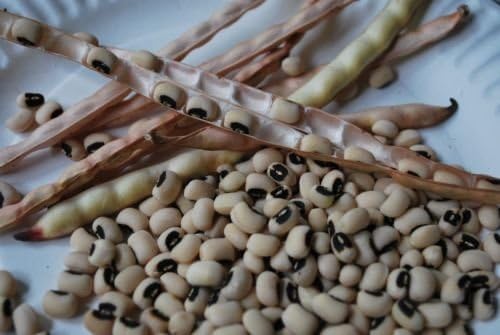 Black eyed Peas Seeds - (4 Ozs) Non-GMO, ancient Heirloom,Organic vegetable