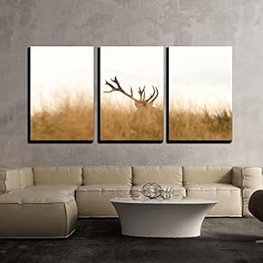 3 Piece Canvas Wall Art - red Deer (Cervus elaphus) Big Trophy Hiding in Big Faded Grass During rutting Season - Modern Home Art Stretched and Framed Ready to Hang - 16"x24"x3 Panels