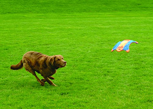 Chuckit! Small Flying Squirrel