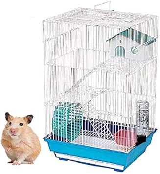 female ginger cat for sale