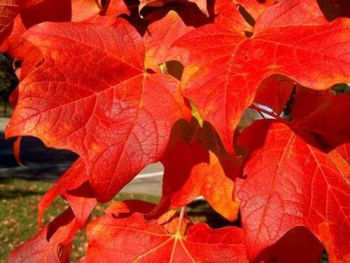 Acer Rubrum, Red Maple Fresh Tree Seeds By- V Square Retail