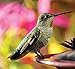 Audubon Park Hummingbird Food Wild Bird Nectar, Hummingbird Food for Outside Feeder, (3) 3-oz. Pre-Measured Packets