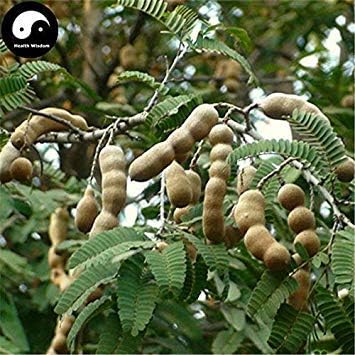 Germination Seeds 60pcs Buy Tamarindus Indica Seeds Plant Tamarind Pulp Tree For Herb Suan Jiao Amazon Co Uk Garden Outdoors
