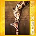Giraffe Mother's Kiss Puzzle, 500-Piece