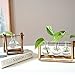 Terrarium Bulb Vase with Wooden Stand, Rustic Plant Mint Leaves and Spider Planter Holder for Home & Office Desk Decoration(3 Terrariums)