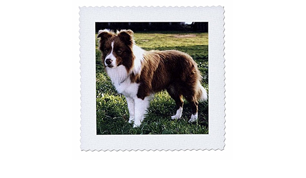 Amazon Com 3drose Qs 1262 1 Border Collie Tan And White Quilt Square 10 By 10 Inch