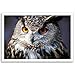 OWLS postcard set of 20 postcards. Post cards depicting various species of owls. Made in USA.