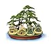 Buytra Fairy Garden Accessories Miniature Fairy Garden Stone House for Miniature Garden Ornaments Dollhouse Decor, Set of 4