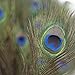 Piokio 100 pcs Natural Peacock Feathers in Bulk 10-12 inch(25-30 cm) Bulk for DIY Craft, Wedding, Mardi Gras Decoration