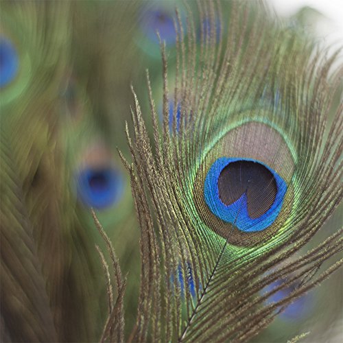 Piokio 200 pcs Natural Peacock Feathers Bulk 10"-12" for Holiday Crafting