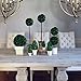 Preserved Boxwood Cone Shaped Topiary in Clay Pot