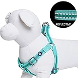 Blueberry Pet Essentials 2020 New Step-in