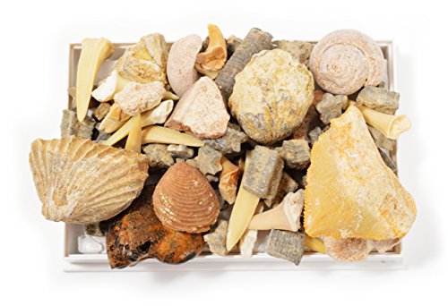 Rock, Crystal, Gem & Fossil Box Set. Set of 4 Boxed Collections
