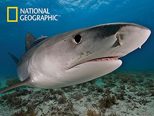 National Geographic 500 piece 3D Puzzle Jigsaw Ocean Tiger Shark 10026