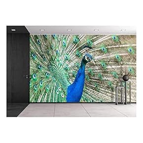 Peacock with Feathers Out - Removable Wall Mural | Self-Adhesive Large Wallpaper - 66x96 inches