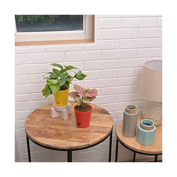 Ugaoo Indoor Plants With Pot For Home - Syngonium Pink & Money Plant Variegated - Image 6
