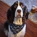 Segarty Dog Bandanas, 4 Pack 26