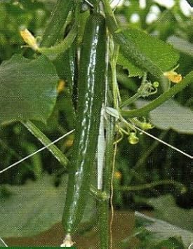 Amazon 受粉不要 収量が多く獲れる 全雌きゅうり 種 3粒 F1品種 野菜