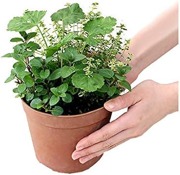 Amazon Co Jp 観葉植物 ミニハーブガーデン ハーブの寄せ植え 品種おまかせ １鉢 家庭菜園 ペット用品