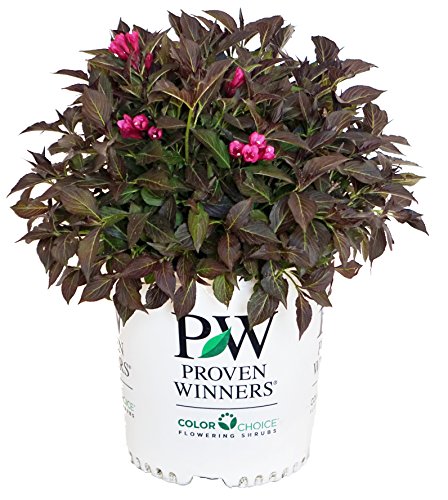 Proven Winners - Weigela Florida Spilled Wine (Weigela) Shrub, Pink Flowers, 2 - Size Container