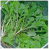 David's Garden Seeds Turnip Seven Top SL8332
