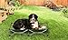 Carlson Pet Products Elevated Dog Bed, Indoor or Outdoor Dog Bed for Large Dogs, Green (8045)