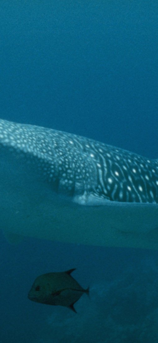 PeelitStickit Underwater, Undersea Wall Murals, ID-103, vinyl