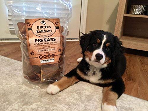 BRUTUS & BARNABY 100% Natural Whole Pig Ear Dog Treat, s Healthy, Pure Pork Ear is Easily Digestible - //medicalbooks.filipinodoctors.org