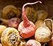 Food to Live Organic Red Maca Powder, 1 Pound Raw Ground, Non-GMO, Kosher, Vegan, Fine Flour, Bulk