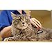 PetGroom, The Best Dematting Tool & Deshedding Comb - Professional Rake Double Row Teeth Brush for Dogs or Cats - Best in Removing of Undercoat, Mats, Knots and Tangled Hair | Soft Grip Handle