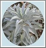 100+ California White Sage Seeds~ Sacred "Salvia Apiana" Ceremonial Aromatic Make Your Own Smudge Sticks! Rainbow Seeds & Supplies