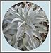 100+ California White Sage Seeds~ Sacred "Salvia Apiana" Ceremonial Aromatic Make Your Own Smudge Sticks! Rainbow Seeds & Supplies primary