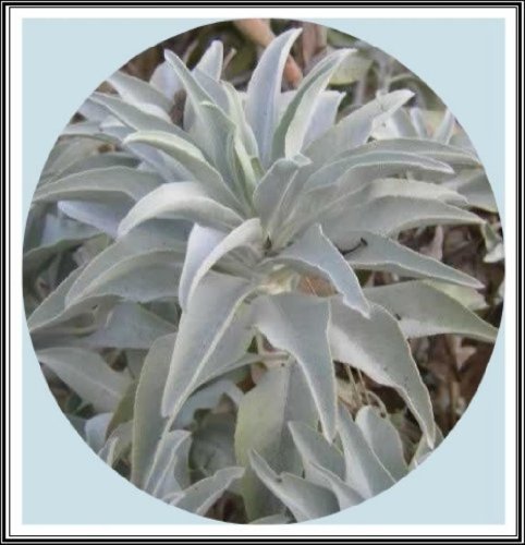 100+ California White Sage Seeds~ Sacred "Salvia Apiana" Ceremonial Aromatic Make Your Own Smudge Sticks! Rainbow Seeds & Supplies
