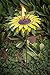 Desert Steel Flower Torch - (Yellow Sunflower, 32