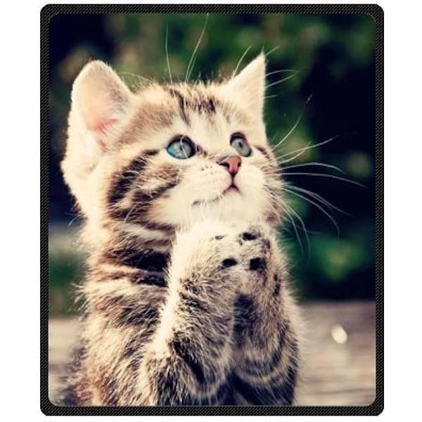 hero kitten soft blanket