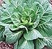 Collard Greens Seeds, Georgia Southern, Heirloom, Organic 50+ Seeds, Non Gmo