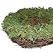 Delicaft Set of 2 (6''& 8'') (No Bird) Easter Handmade Dry Natural Moss,Rattan and Twig Bird's NestFor Home Decor (Set of 2 （Green）)