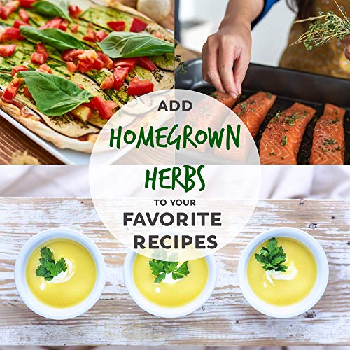 Assortment of 12 Culinary Herb Seeds - Non-GMO | Grow Cooking Herbs: Parsley, Thyme, Cilantro, Basil, Dill, Oregano, Sage & More
