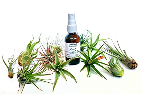 1 Tillandsia+Plants+Organic+Fertilizer+Gifting