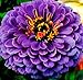 Hot Neon Purple Zinnia! 25 SEEDS! Gigantic flower heads!