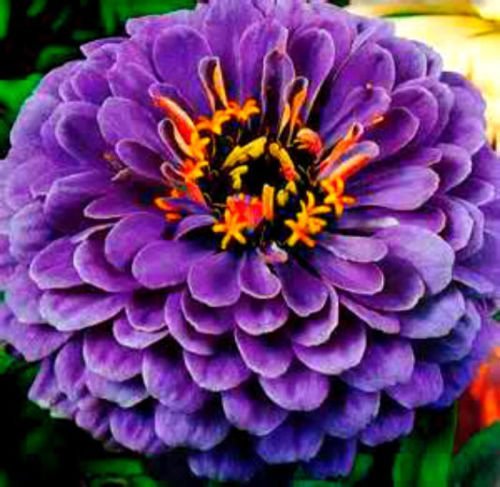 Hot Neon Purple Zinnia! 25 SEEDS! Gigantic flower heads!