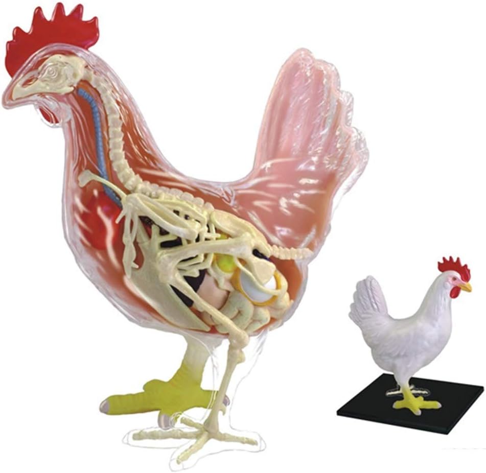 Dog Bone Anatomy - The Y Guide