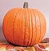 David's Garden Seeds Pumpkin Howden D2446 (Orange) 25 Organic Seeds